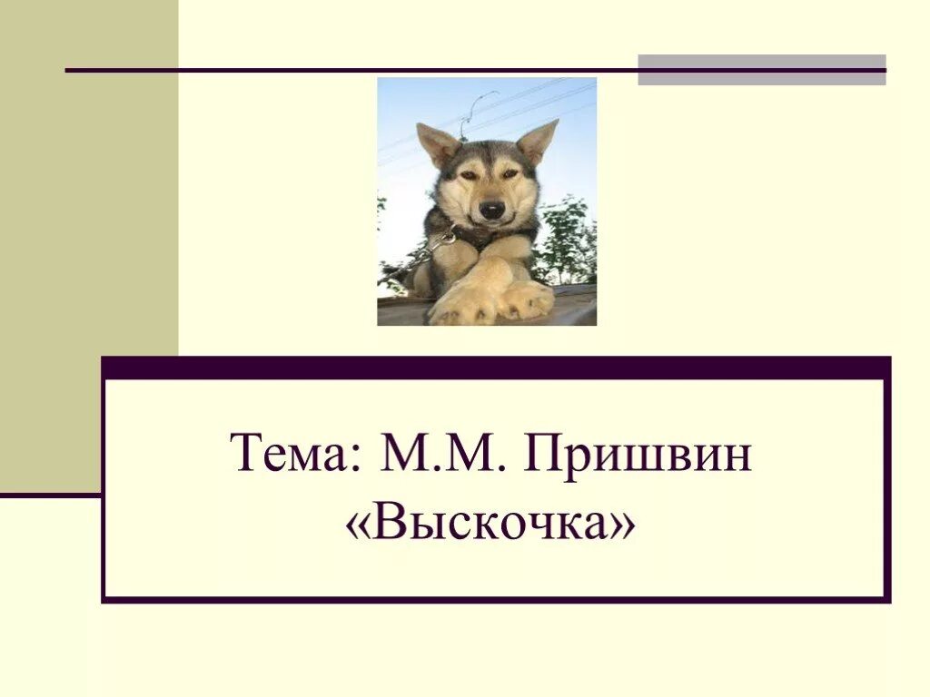 М м пришвин выскочка написать отзыв. Выскочка пришвин 4 класс. План выскочка м.м.пришвин. Рассказ выскочка пришвин.