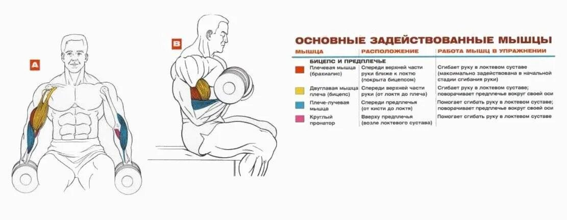 Схема прокачки бицепса гантелями. Прокачка бицепса гантелями. Качание трицепса гантелями. Схема подъем гантели на бицепс.