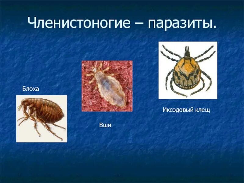 Вошь относится к классу паукообразных