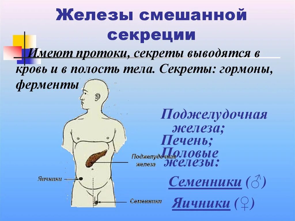Функции смешанной секреции. Укажите железы смешанной секреции. .система желез внутренней секреции. функции. семенная железа секреция. железы ссашенной серекци.