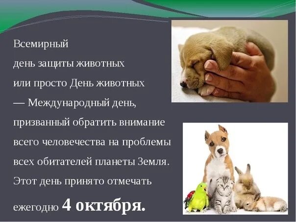 Пост про день защиты животных. День защиты животных. всемирный день животных. международный день защиты животных. 4 октября день защиты животных.