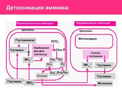 Детоксикация печени