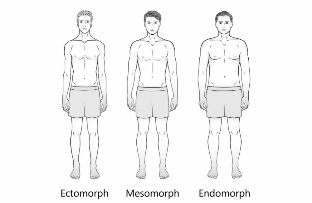 Формы тела эктоморф мезоморф эндоморф. Тип телосложения эктоморф эндоморф. Типы телосложения человека эктоморф мезоморф эндоморф. Эктоморф мезоморф и эндоморф мужчины. Кто такой эктоморф и мезоморф