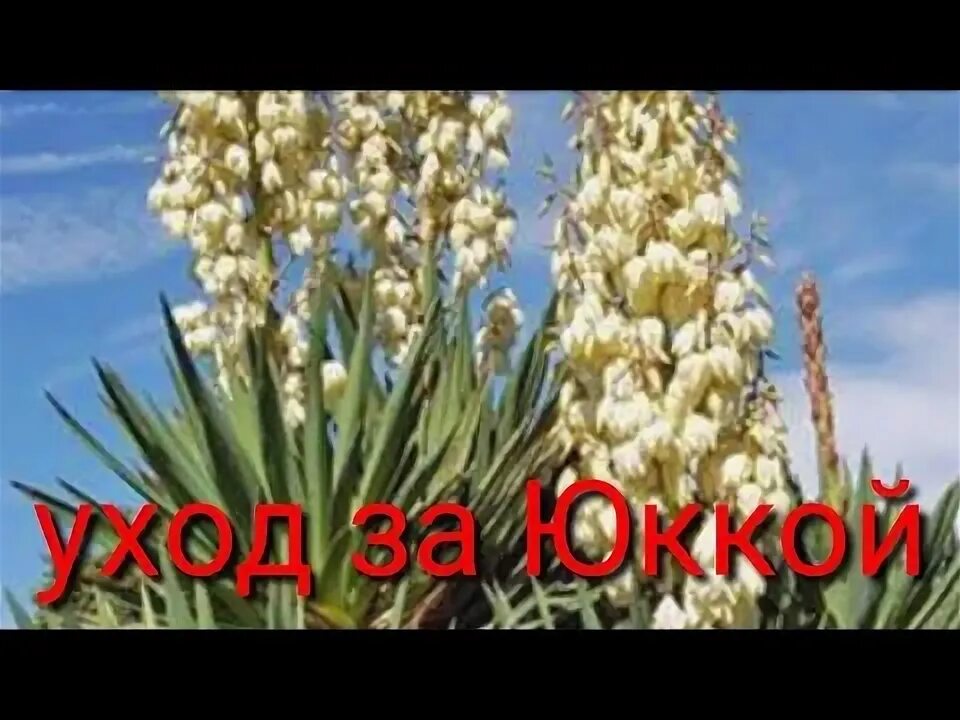 Как размножить растение юкка. Весенняя обрезка юкки весной. юкка садовая желтая. укороченная юкка.