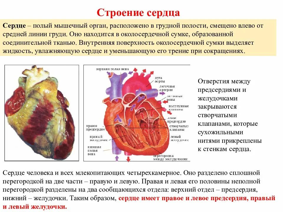 Характеристики сердца человека