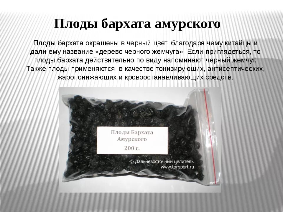 Амурский бархат ягода и их применение. Амурский бархат ягоды лечебные. плоды черного бархата амурского. амурский бархат лекарства. амурский бархат ягода польза.