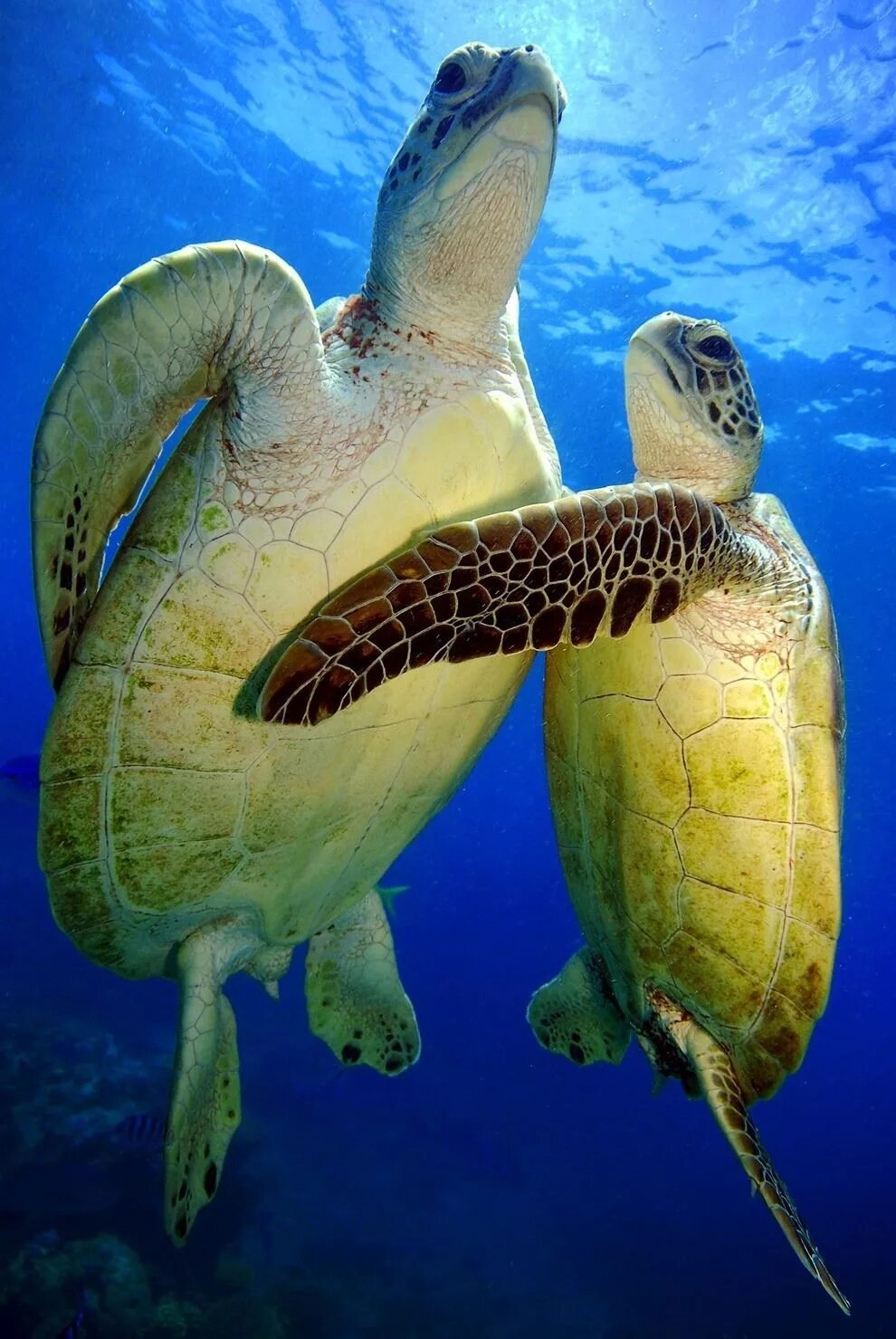 Много морских животных