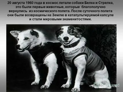 1960 животного