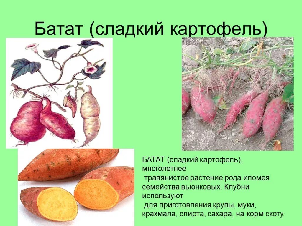 Батат бжу. Батат корнеклубень. корнеплод батата строение. систематика картофеля и батата. батат описание.