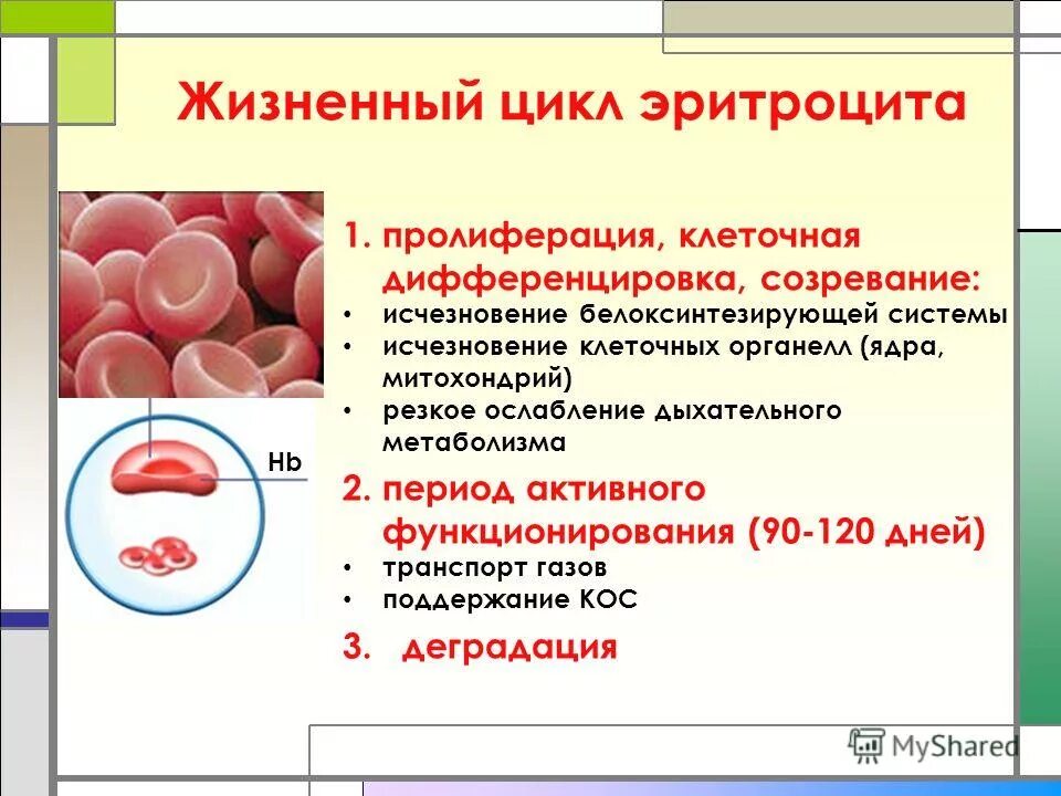 Транспорт газов эритроцитами. Транспорт газов эритроцитами