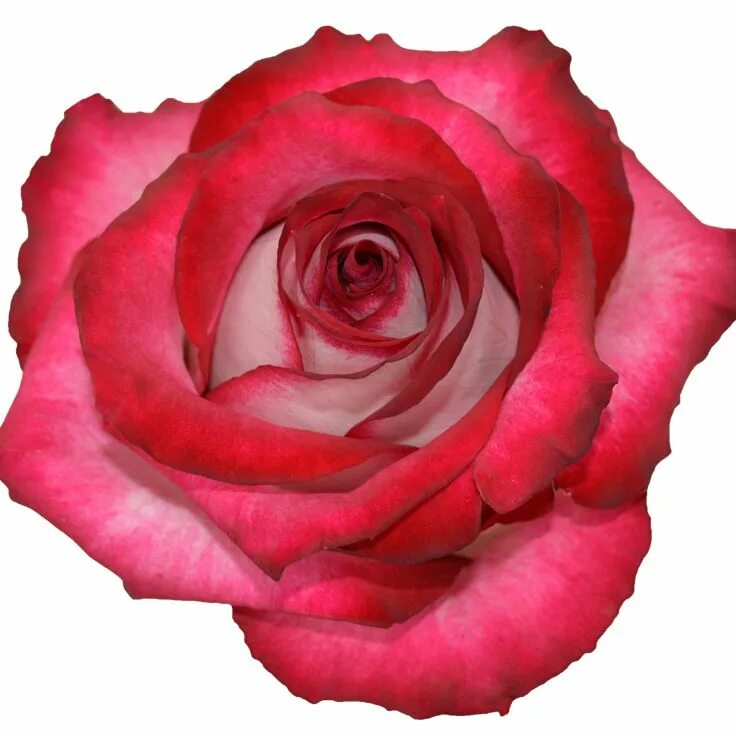 Rose 10