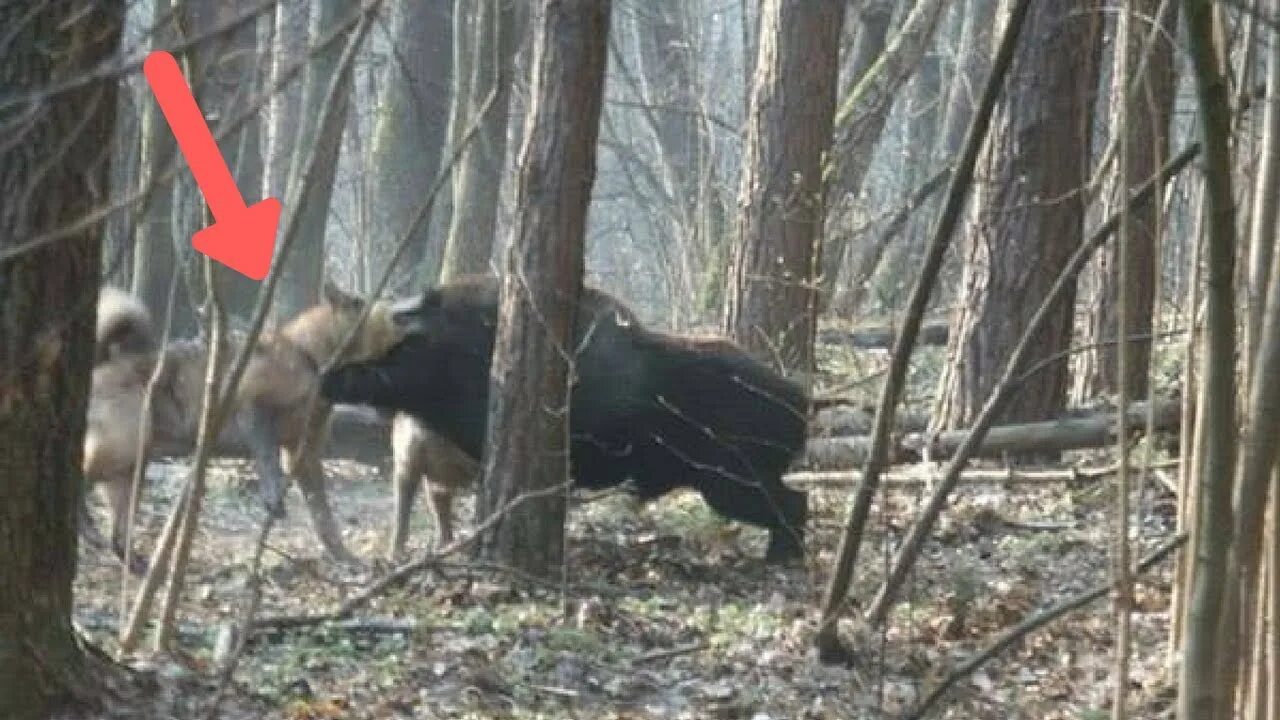 Охота на кабана с собаками лайки. Охота на кабана с Западно сибирскими лайками. Жестокие схватки