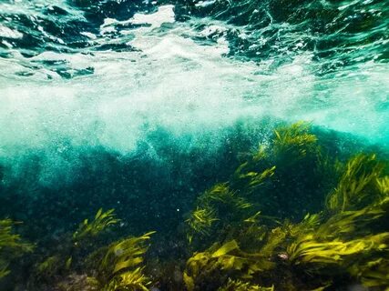 Как называется море водорослей