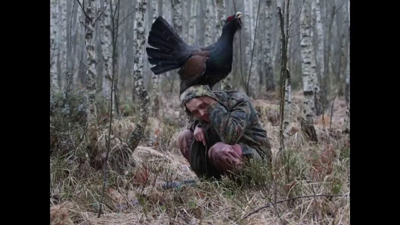 Поведение глухарки когда к гнезду приблизились люди. Токующий Глухарь. Токующий Глухарь Сосногорск. Рябинин Глухарь. Глухарь нападает на человека.