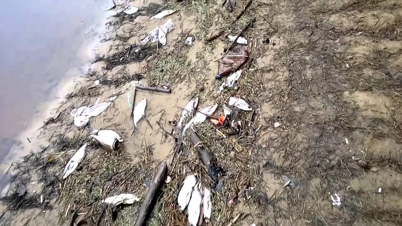 Берег Рыбинского водохранилища. Спуск Рыбинского водохранилища. Дно Рыбинского водохранилища. Экология Рыбинское море.