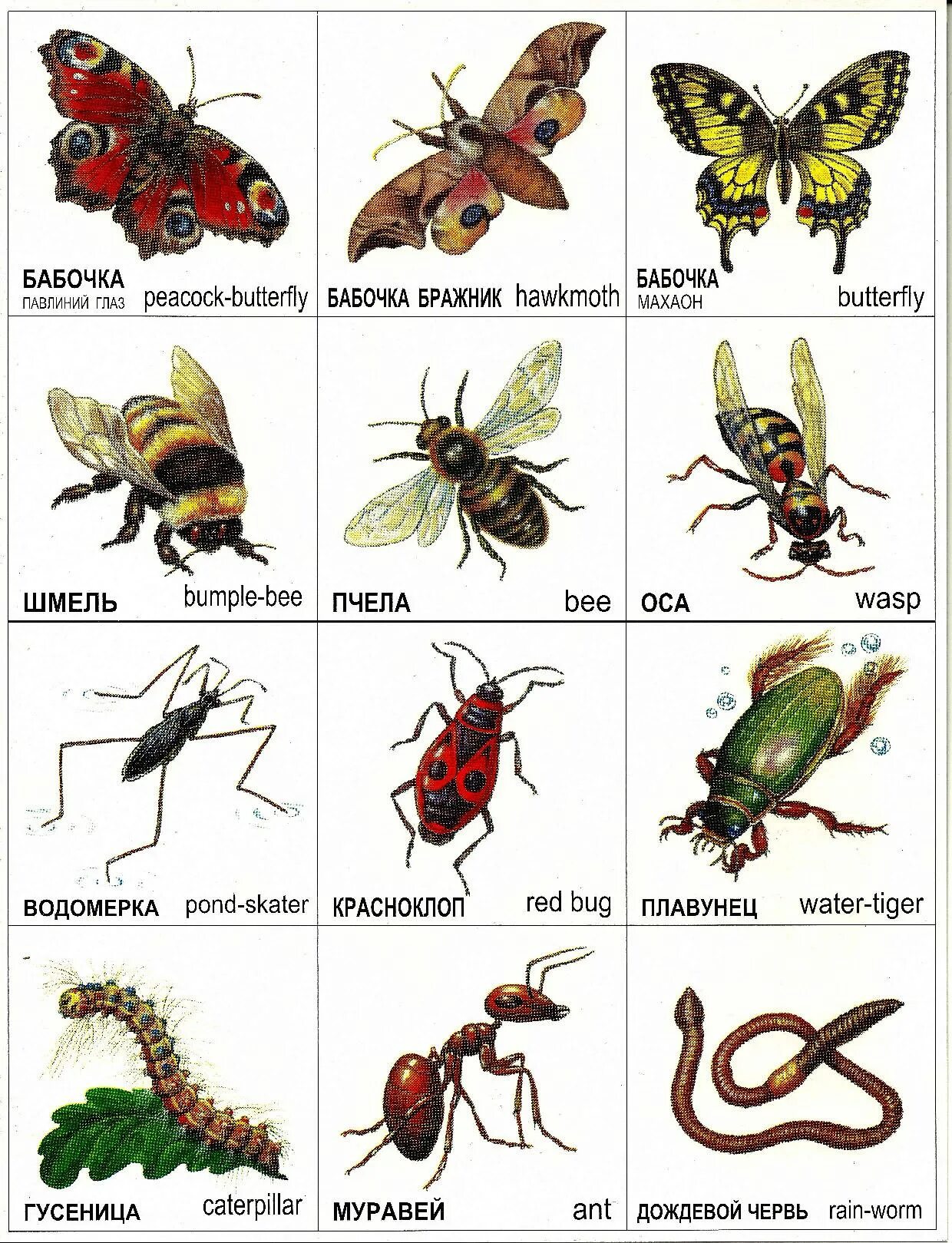 Насекомые карточки для детей дошкольного возраста. Насекомые для ДОШКОЛЬНИКЛ. Насекомые с названиями для детей. Картинки насекомых с названиями. Виды насекомые список