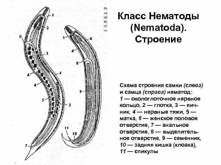 Тип круглые черви нематоды строение. Тип круглые черви внутреннее строение нематод. Нематода круглый червь строение. Круглые черви, класс Nematoda;.