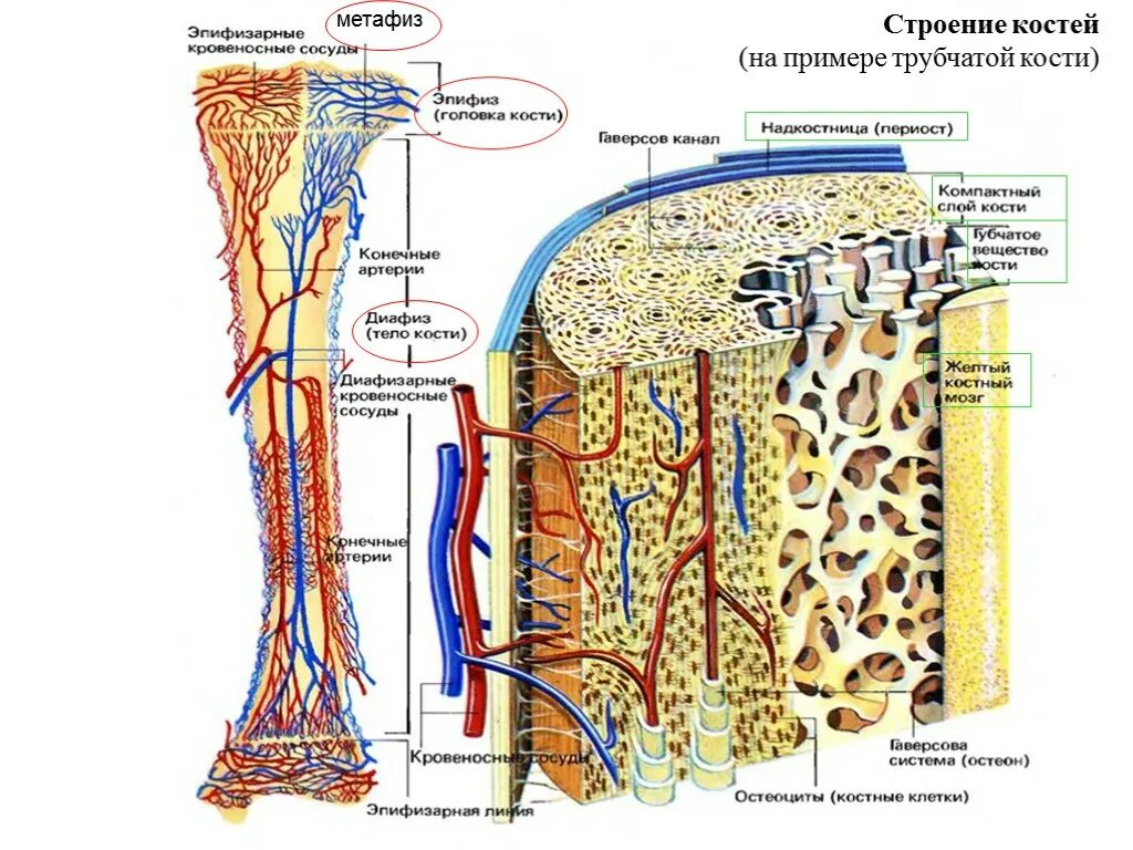 Костномозговая полость компактное вещество надкостница губчатое. Строение строение трубчатой кости. Срез трубчатой кости ЕГЭ. Строение компактного вещества трубчатой кости. Строение длинной трубчатой кости рисунок.