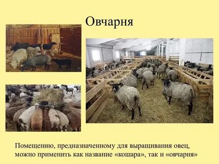 Системы содержания овец