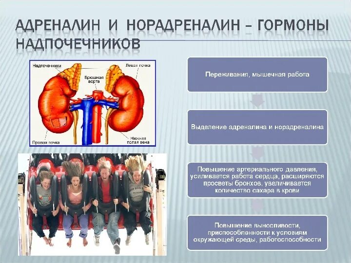 Появляется адреналин. Адреналин гормон мозгового слоя надпочечников. Надпочечники функции. Надпочечники адреналин функции. Надпочечники адреналин и норадреналин.