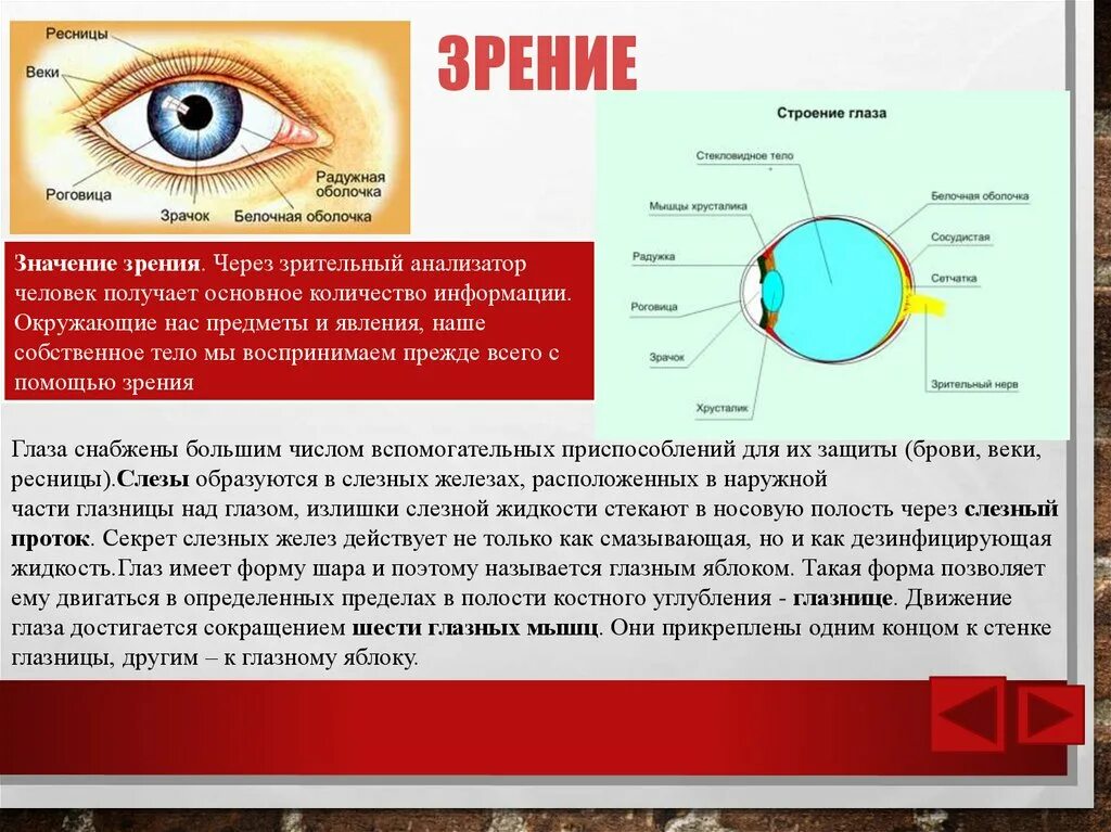 Сколько информации человек получает через зрение. Информация с помощью зрение. Информация через глаза. Информация через глаз человека.