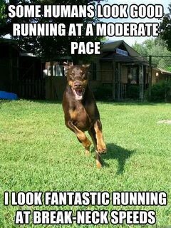 Run for me dogs