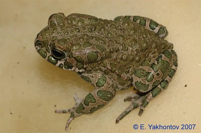 Bufo viridis жаба. Фото жаба зеленскиц и леопарды. Жаба зелёная – bufo viridis (laurenti, 1768). Bufo viridis жаба. Зеленая жаба bufo viridis ядивитая или нет.