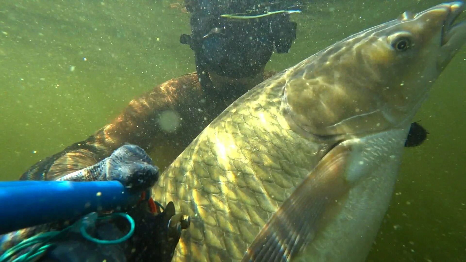 амур на волге