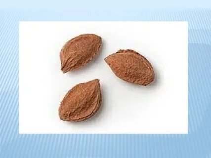 Как выглядит косточка