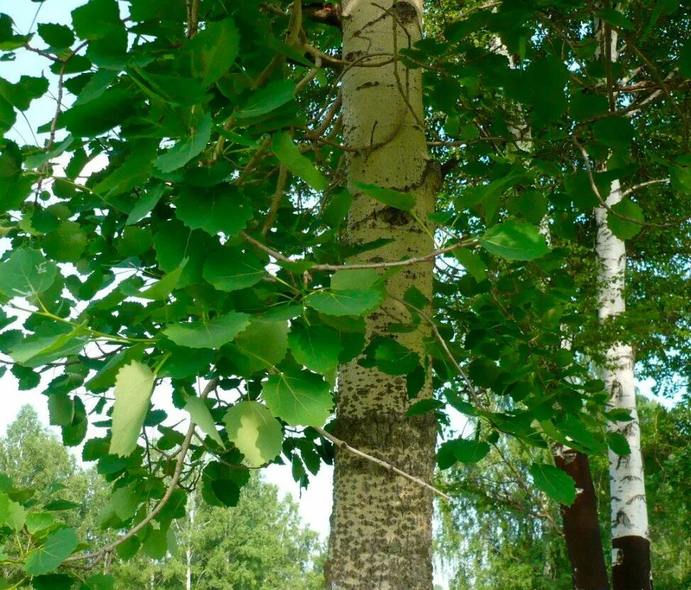 Тополь дрожащий (Populus tremula). Осина (Populus tremula). Осина обыкновенная (Pópulus trémula). Тополь дрожащий осина. Осина в какой природной