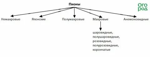 Систематика пиона