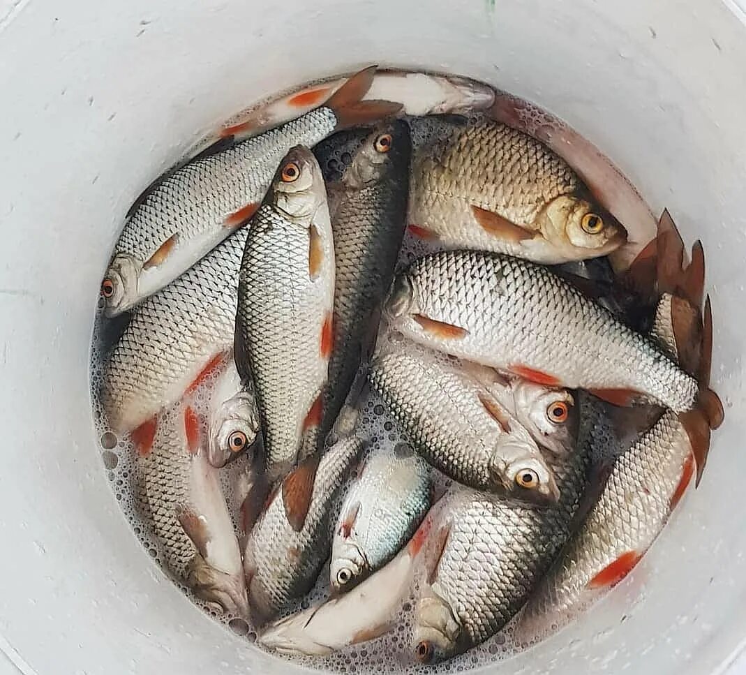 Плотва. Осенняя плотва. Плотва 600гр. Ловля плотвы в ноябре. Речная рыба чебак.