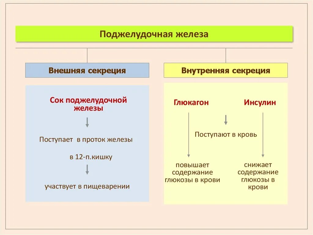 Железы внешней секреции таблица 8 класс. Внутренняя и внешняя секреция таблица. Классификация желез внешней секреции. Железы внутренней и внешней секреции таблица. Чем характеризуются железы внешней секреции