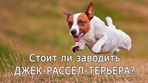 Терьер команда