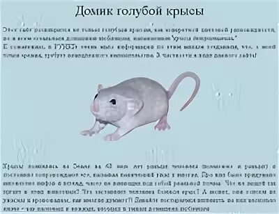 Книга как быть крысой