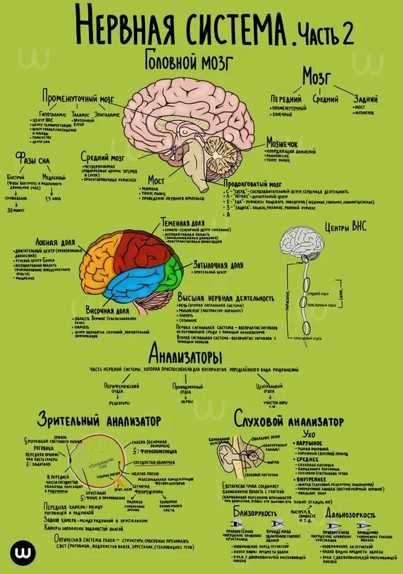 Центр мозга и тела. Нервная система шпора ЕГЭ. Шпора по нервной системе ЕГЭ биология. Нервная система шпоры. Шпора по био мозг шпаргалка.