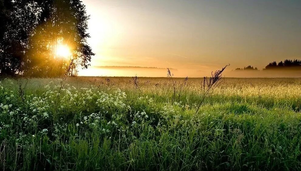 Утро есть утро это ясно. Рассвет летом. Раннее летнее утро. Рассвет над лугом. Луг на рассвете.