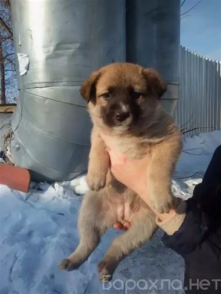 Щенок полтора месяца. Щенок за полтора миллиона.
