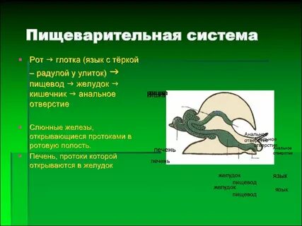 Пищеварительная система простейших