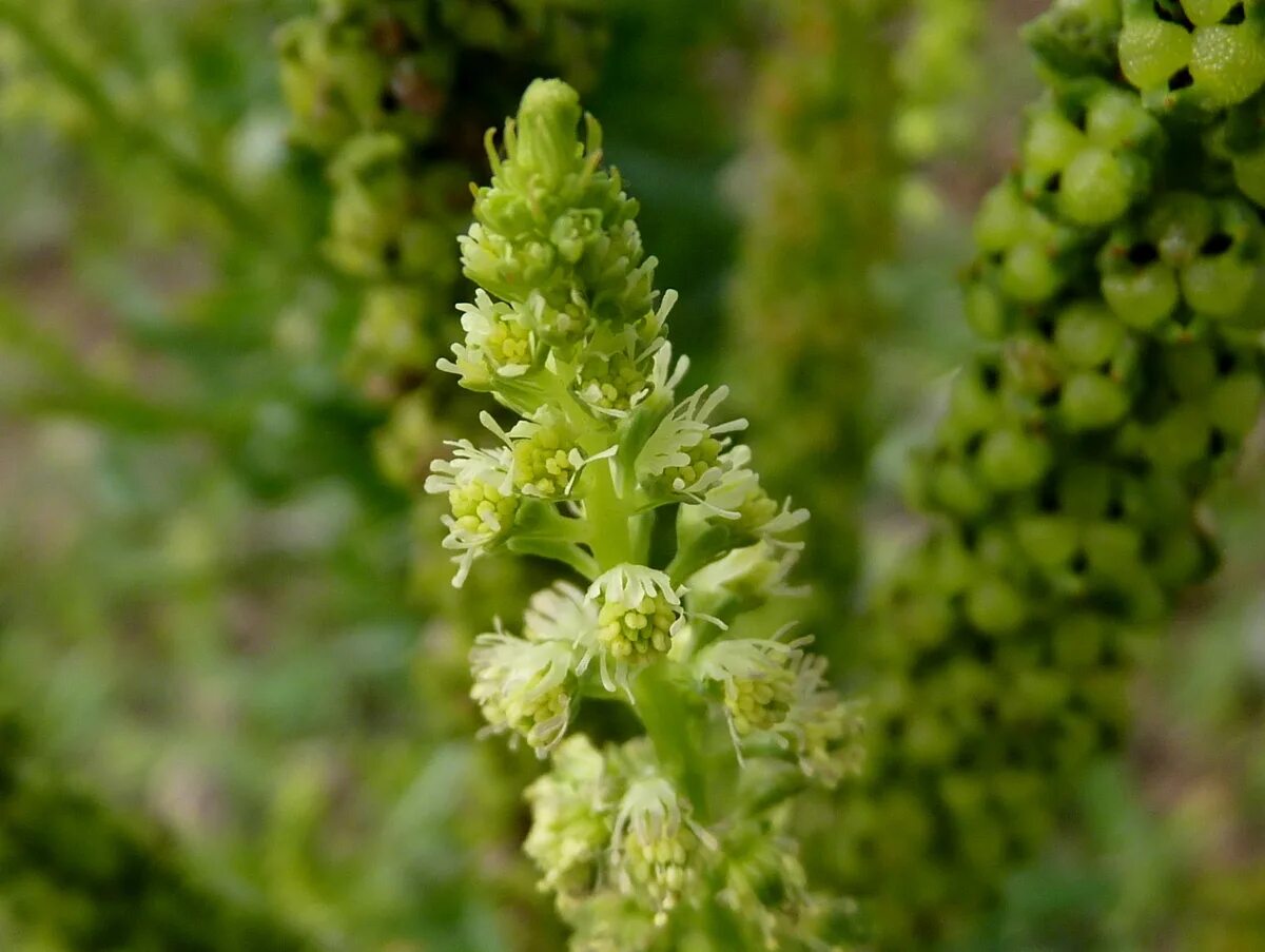 Reseda odorata. Резеда душистая. Резеда Хавская душистая. Резеда Полевая. Резеда мин