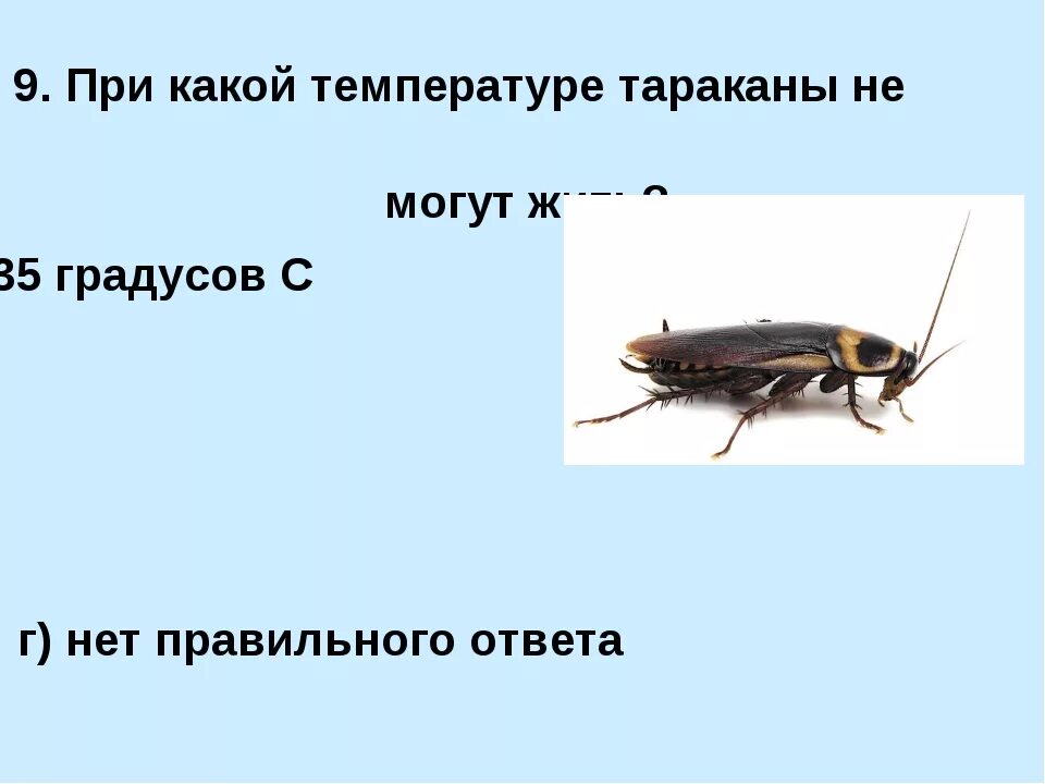 При какой температуре мухи. При какой температуре погибают тараканы. Температура для тараканов. При какой температуре гибнут тараканы.