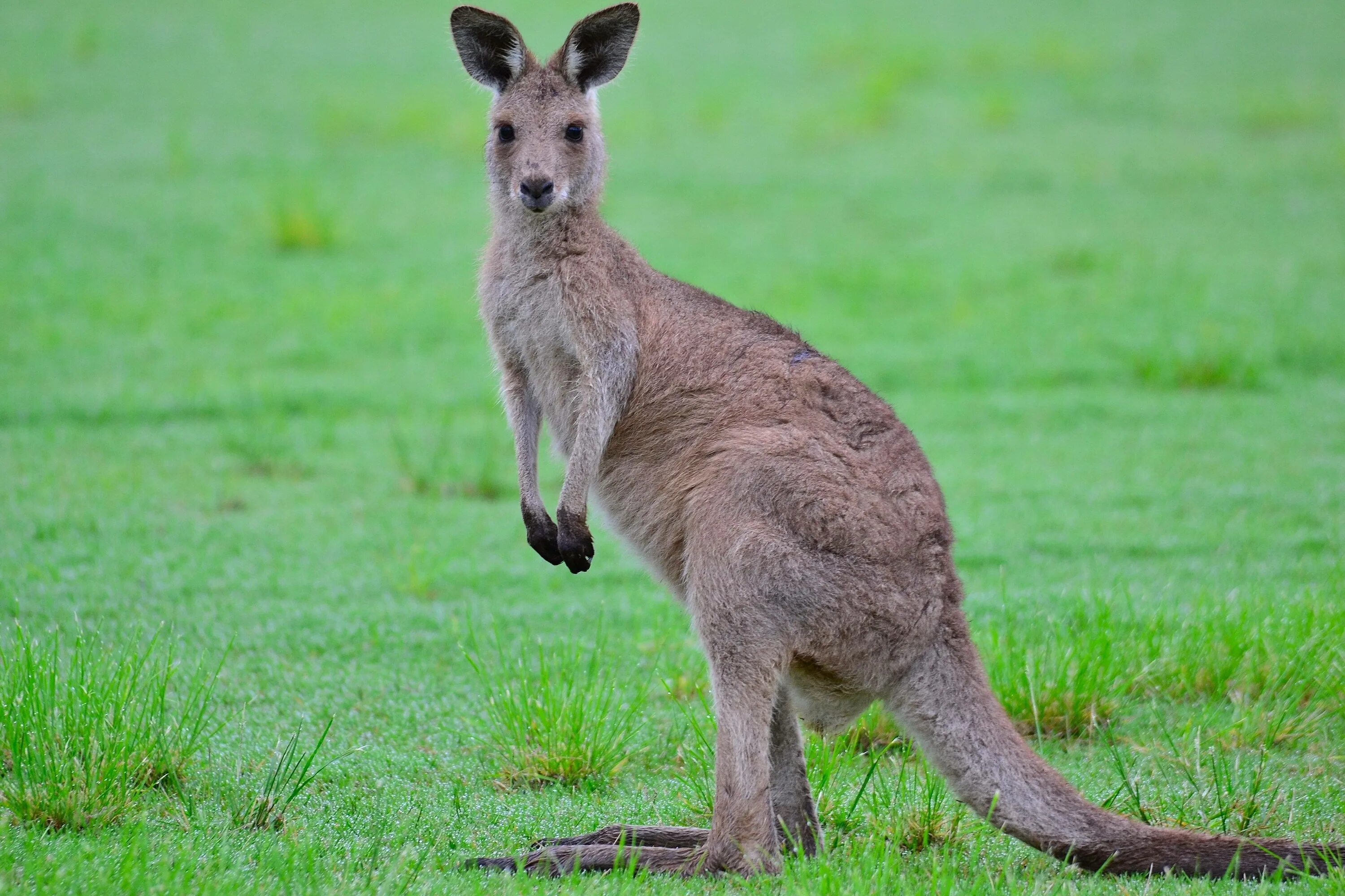 Животные Австралии кенгуру. Кенгуру в Австралии. Сумчатые кенгуру. Австралия Саванна с кенгуру.