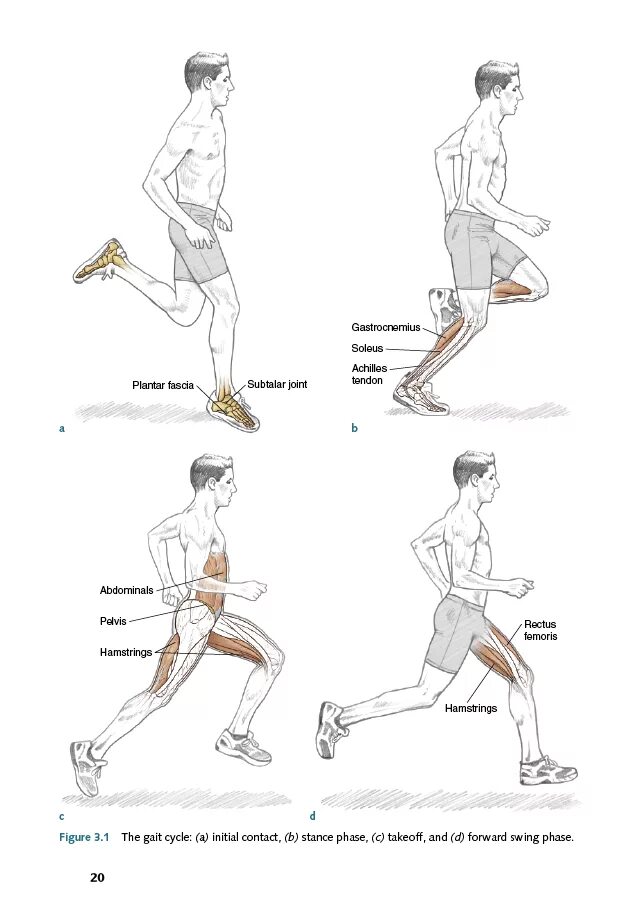 задняя ходьба. быстрый шаг. техника скандинавской ходьбы для начинающих с палками. бег трусцой. правила ходьбы со скандинавскими палками для начинающих.