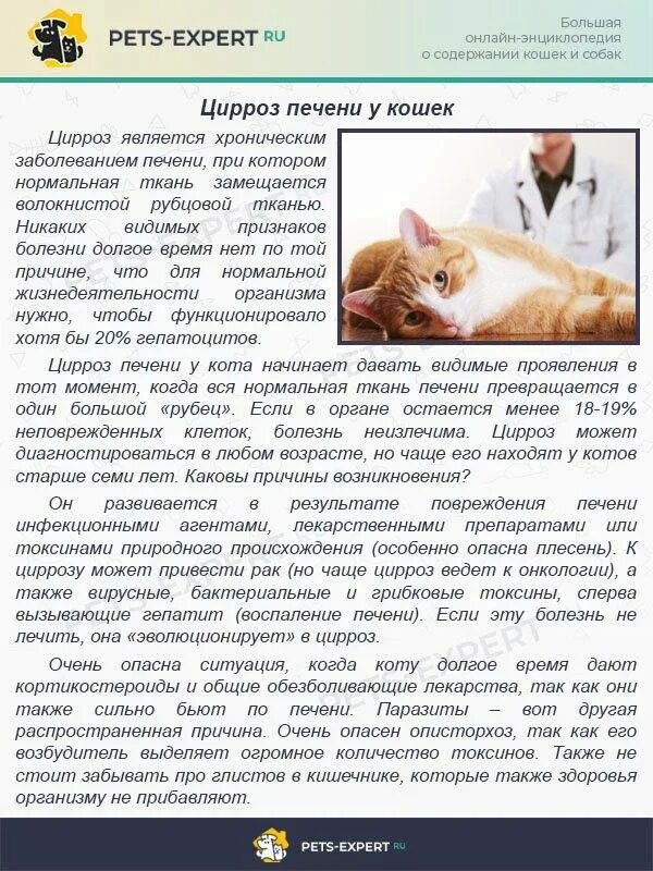 Можно коту печень. Инфекционные заболевания кошек.