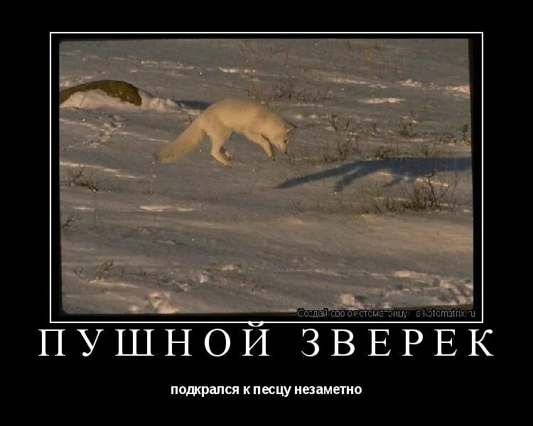 песец подкрался незаметно хоть виден был издалека. песец белый пушистый. полный песец. заметный хоть. писец подкрался незаметно хоть виден был издалека.