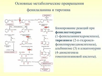 Особенности обмена и роль тирозина
