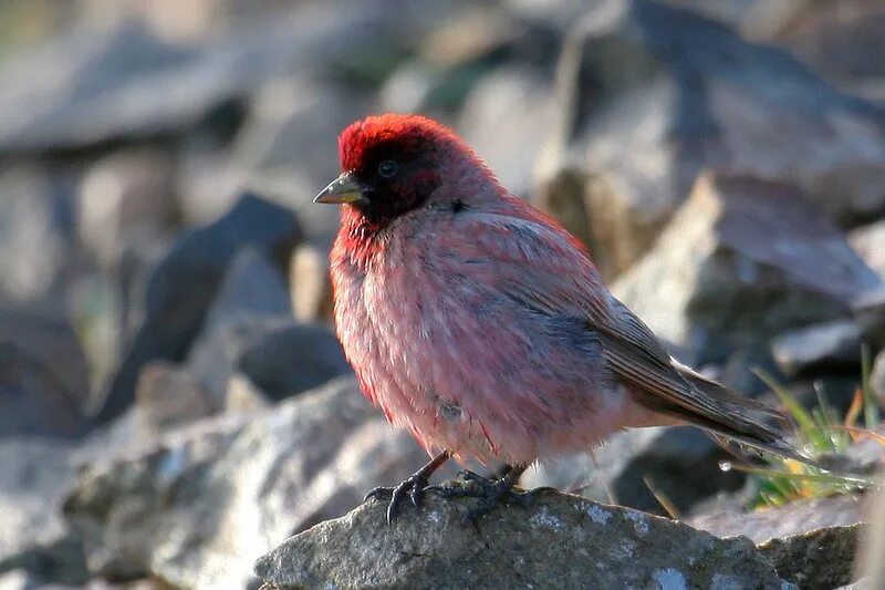 Птица. Птица из вьюрковых 7 букв на а. Птица из вьюрковых 7 букв на а. Вьюрок самка. Finch палитра.