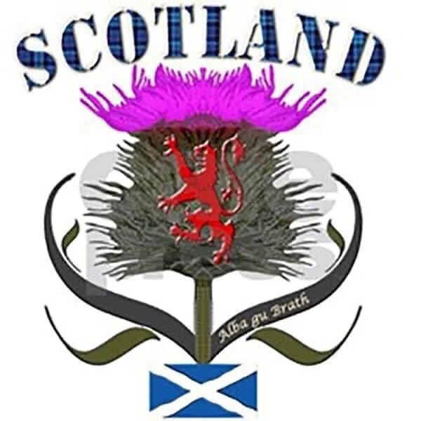 Чертополох символ Шотландии. Символ Эдинбурга чертополох. Символ Шотландии. Чертополох герб.