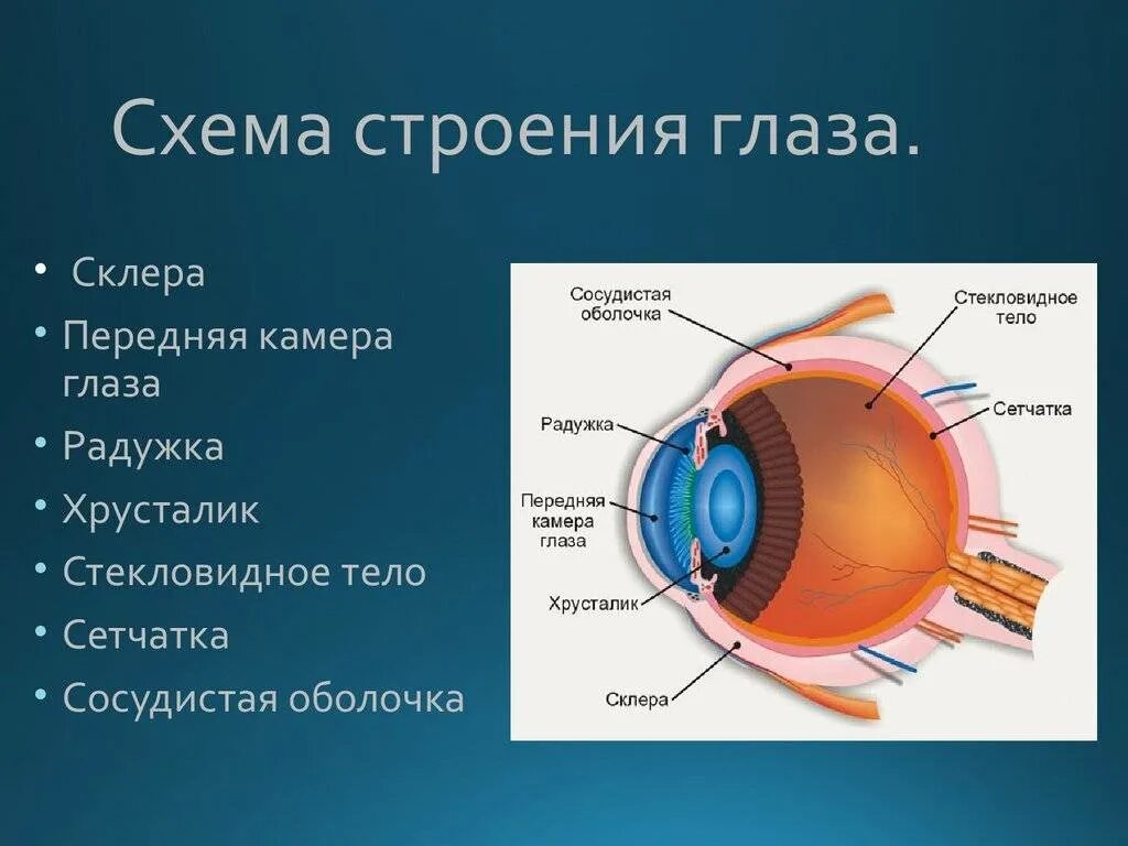 Глаз человека имеет оболочек. Строение глаза сетчатка роговица хрусталик. Строение глазного яблока склера. Склера сосудистая оболочка сетчатка. Строение оболочек глазного яблока.