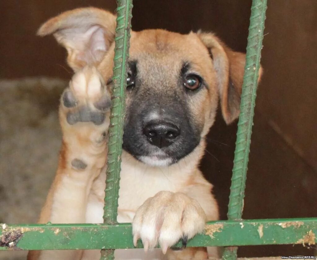 комнатные собачки в приюте. питомники и приюты для собак. собачки в приюте. щенки в приюте. породистые собаки в приюте.